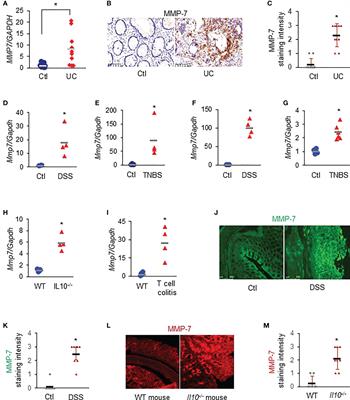 Matrix metalloproteinase 7 contributes to intestinal barrier dysfunction by degrading tight junction protein Claudin-7